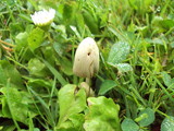 Conocybe apala image