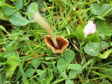 Conocybe apala image