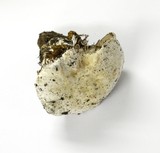 Cortinarius magnivelatus image