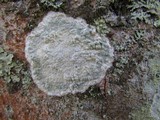 Cryptothecia striata image