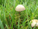 Panaeolus subbalteatus image