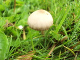 Panaeolus subbalteatus image
