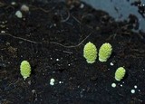 Mycena chloroxantha image