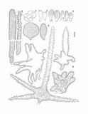 Mycena chloroxantha image