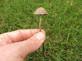 Panaeolus subbalteatus image