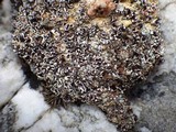 Psora decipiens image