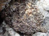 Psora decipiens image