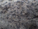 Lecidea fuscoatra image