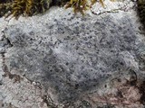Lecidea fuscoatra image