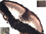 Lecidoma demissum image
