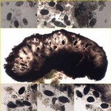 Rhizocarpon oportense image