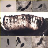 Rhizocarpon lecanorinum image