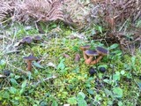 Lactarius subumbonatus image