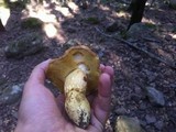 Aureoboletus moravicus image