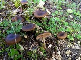 Entoloma cistophilum image