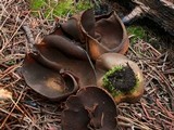 Plicaria endocarpoides image