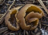 Peziza vesiculosa image