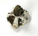 Cortinarius magnivelatus image