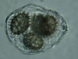 Tuber castellanoi image