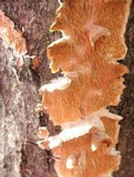 Steccherinum ochraceum image