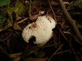 Cystolepiota pulverulenta image