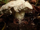 Cystolepiota pulverulenta image
