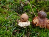 Geastrum elegans image