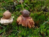 Geastrum elegans image