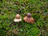 Geastrum elegans image