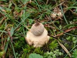 Geastrum elegans image