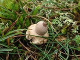 Geastrum elegans image