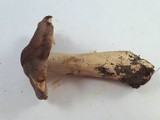 Tricholoma luteomaculosum image