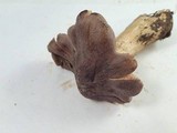 Tricholoma luteomaculosum image