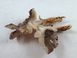 Tricholoma nigrum image