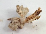 Tricholoma nigrum image