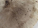 Tricholoma pardinum image