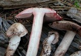 Agaricus sylvaticus subsp. occidentalis image