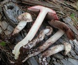 Agaricus sylvaticus subsp. occidentalis image
