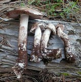 Agaricus sylvaticus subsp. occidentalis image
