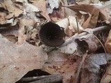Urnula craterium image
