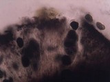 Rhizocarpon oportense image