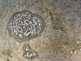 Rhizocarpon eupetraeum image