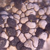 Rhizocarpon eupetraeum image