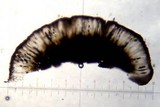 Rhizocarpon eupetraeum image