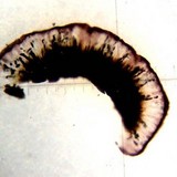 Rhizocarpon eupetraeum image