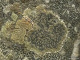 Fuscidea lygaea image