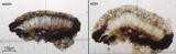 Fuscidea lygaea image