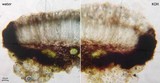 Fuscidea lygaea image
