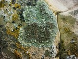 Lecanora muralis image