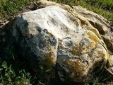 Lecanora muralis image